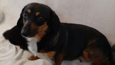 Asta-i realitatea zilelor noastre: Sunt mulți iubitori de animale de companie în Baia Mare dar prea puțini care și adoptă efectiv necuvântătoarele!