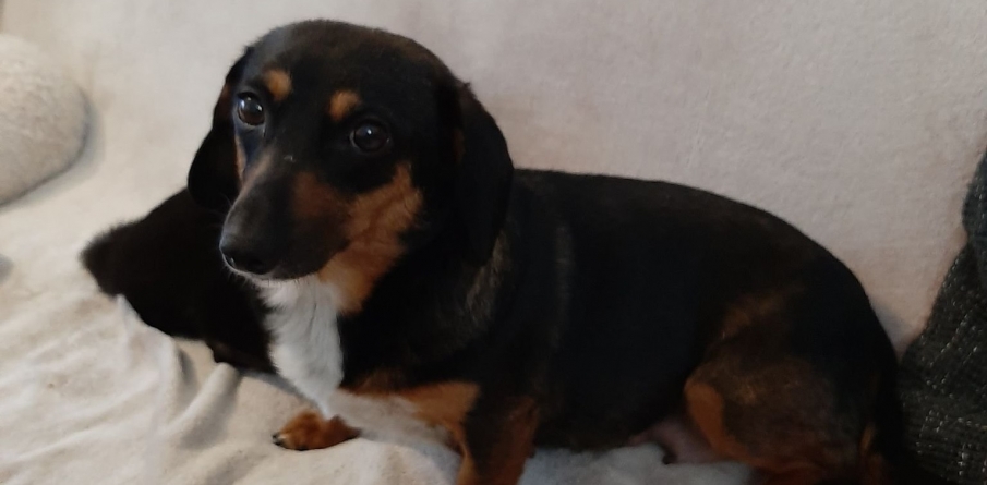 Asta-i realitatea zilelor noastre: Sunt mulți iubitori de animale de companie în Baia Mare dar prea puțini care și adoptă efectiv necuvântătoarele!