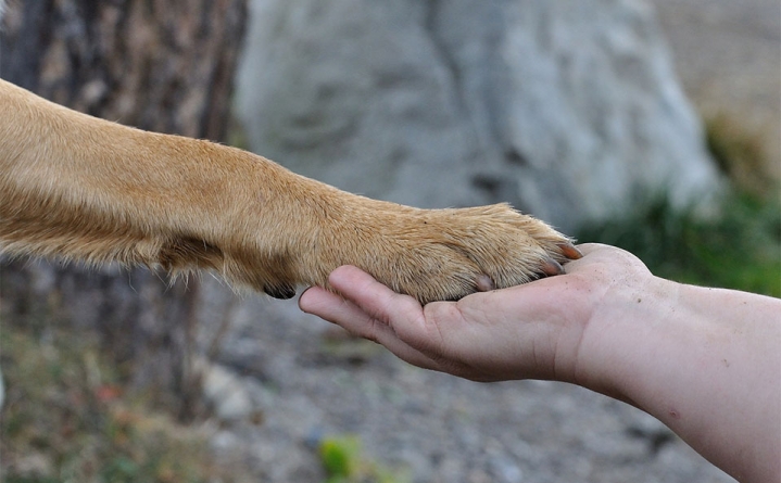 Pentru binele prietenilor necuvântători: Controale și amenzi date de polițiștii Biroului pentru Protecţia Animalelor