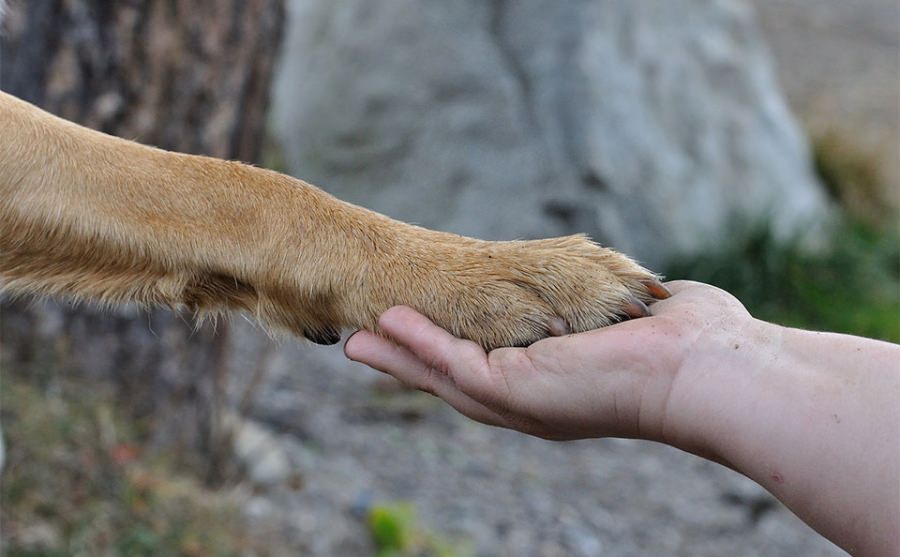 Pentru binele prietenilor necuvântători: Controale și amenzi date de polițiștii Biroului pentru Protecţia Animalelor