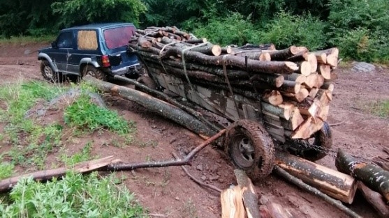 Delict flagrant: Bărbați prinși în timp ce încărcau ilegal material lemnos în autoturisme și atelaje remorcate
