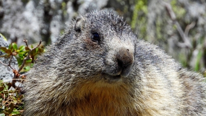 Frumusețile de la noi: Avem în aria naturală maramureșeană montană și un mamifer minunat care te încântă în mod categoric cu aspectul său simpatic!