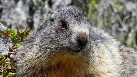 Frumusețile de la noi: Avem în aria naturală maramureșeană montană și un mamifer minunat care te încântă în mod categoric cu aspectul său simpatic!