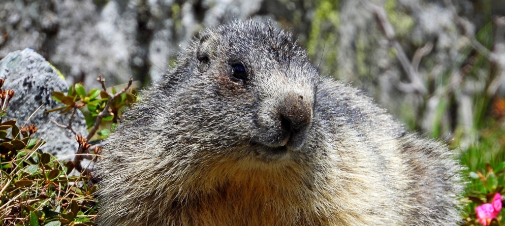 Frumusețile de la noi: Avem în aria naturală maramureșeană montană și un mamifer minunat care te încântă în mod categoric cu aspectul său simpatic!