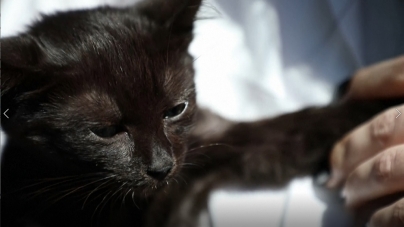 Povestea lui Șarpe, motănelul supraviețuitor de pe Insula Șerpilor