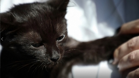 Povestea lui Șarpe, motănelul supraviețuitor de pe Insula Șerpilor