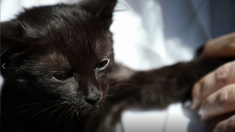 Povestea lui Șarpe, motănelul supraviețuitor de pe Insula Șerpilor