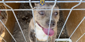 O nouă percheziție domiciliară: În județul Maramureș lucrătorii Biroului al IPJ pentru Protecția Animalelor au găsit câini exploatați într-un țarc!