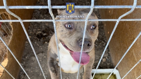 O nouă percheziție domiciliară: În județul Maramureș lucrătorii Biroului al IPJ pentru Protecția Animalelor au găsit câini exploatați într-un țarc!