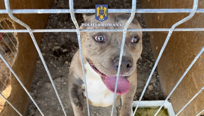 O nouă percheziție domiciliară: În județul Maramureș lucrătorii Biroului al IPJ pentru Protecția Animalelor au găsit câini exploatați într-un țarc!