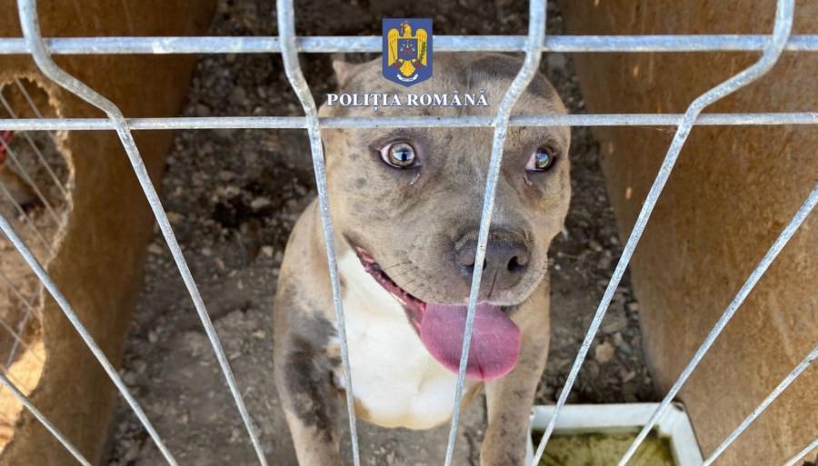 O nouă percheziție domiciliară: În județul Maramureș lucrătorii Biroului al IPJ pentru Protecția Animalelor au găsit câini exploatați într-un țarc!