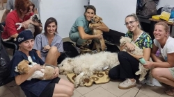 Un maraton de binefacere: 277 micuți, pisici și câini, sterilizați, în cadrul campaniei speciale, realizate zilele trecute, de „Salvați Animalele”!