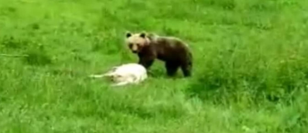 Un urs a atacat la o stână de oi din Copalnic Mănăștur; Cetățenii sunt sfătuiți să fie prudenți (FOTO)