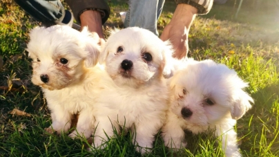 În Târgul Auto Baia Mare: 15 câini de rasă puși spre vânzare; Deținătorii nu au putut prezenta actele de proveniență ale exemplarelor canine