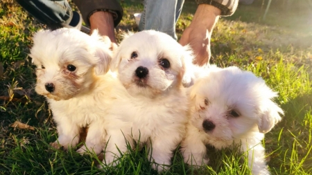 În Târgul Auto Baia Mare: 15 câini de rasă puși spre vânzare; Deținătorii nu au putut prezenta actele de proveniență ale exemplarelor canine