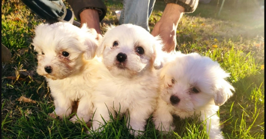 În Târgul Auto Baia Mare: 15 câini de rasă puși spre vânzare; Deținătorii nu au putut prezenta actele de proveniență ale exemplarelor canine