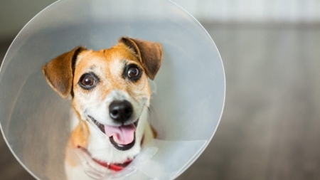 Salvați Animalele: Sterilizări gratuite în comuna Strâmtura