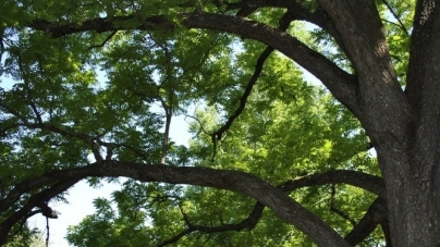 Tragedie: Un maramureșean de 73 de ani a decedat după ce a căzut dintr-un copac