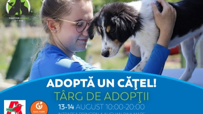 ÎN WEEKENDUL 13-14 AUGUST: Fight For Animals Baia Mare, activa asociație care susține prietenii blănoși, are acțiunea de adopții, colecta de hrană!