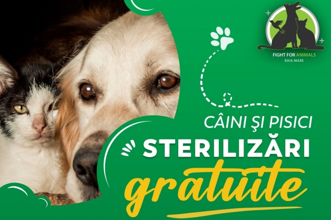 În 9-11 septembrie 2022: Fight For Animals Baia Mare, activa asociație care susține prietenii blănoși, are campanie sterilizări de pisici și câini!