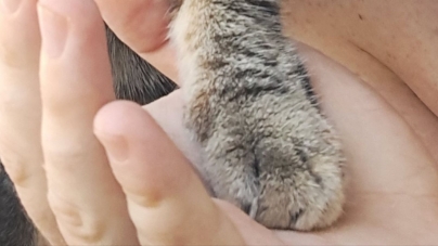 ZIUA INTERNAȚIONALĂ A PISICILOR: Foarte mulți maramureșeni au acasă câte o mică prietenă blănoasă care le face viața mai frumoasă aducând fericire!