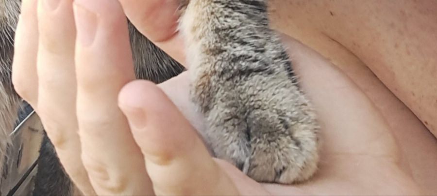 ZIUA INTERNAȚIONALĂ A PISICILOR: Foarte mulți maramureșeni au acasă câte o mică prietenă blănoasă care le face viața mai frumoasă aducând fericire!