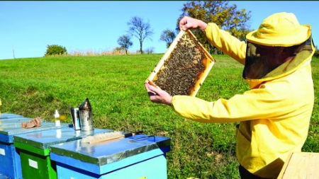 ESTE SĂRBĂTOARE PESTE TOT: Avem în Maramureș un festival al stuparilor cu program special, care va fi derulat în august cu satisfacții pentru toți!