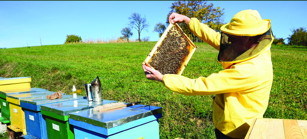 ESTE SĂRBĂTOARE PESTE TOT: Avem în Maramureș un festival al stuparilor cu program special, care va fi derulat în august cu satisfacții pentru toți!