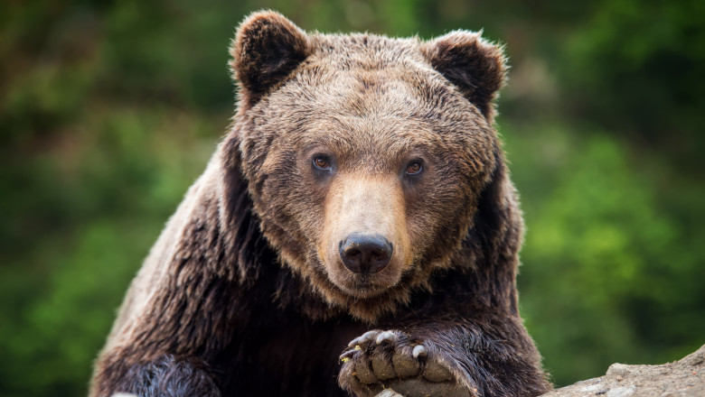 În tot mai multe localități din Maramureș autoritățile locale spun că se confirmă prezența ursului în apropierea gospodăriilor! Astăzi, Repedea!