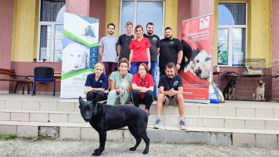 În 9-11 septembrie 2022: Fight For Animals Baia Mare, activa asociație care susține prietenii blănoși, au sterilizat, însumat, 253 pisici și câini!