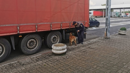 Câinele Cora l-a prins pe un maramureșean! Vezi detalii!