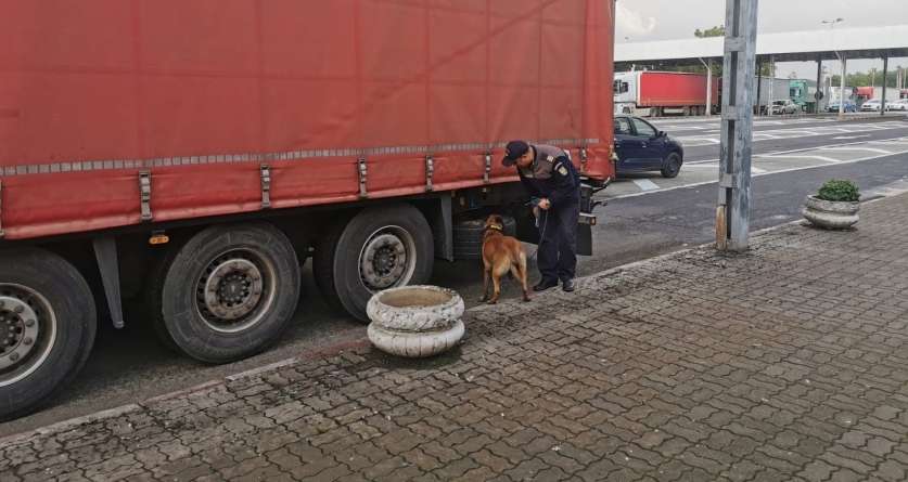 Câinele Cora l-a prins pe un maramureșean! Vezi detalii!