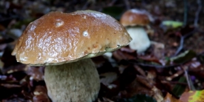 Sunt aici și roadele: Sfaturi pentru maramureșeni cu privire la tot ce înseamnă bucuria sezonului de ciuperci! Care sunt bune și care nu în regulă!