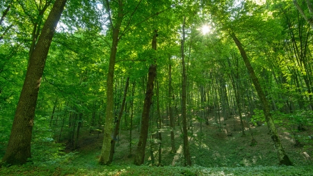 Frumuseți de la noi: Iată o arie naturală protejată care este în județul Maramureș aproape de o stațiune turistică! Viețuiesc și arbori de 250 ani!