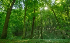 APIA primește cereri de plată pentru „Servicii de silvomediu, servicii climatice și conservarea pădurilor”