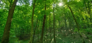 APIA primește cereri de plată pentru „Servicii de silvomediu, servicii climatice și conservarea pădurilor”