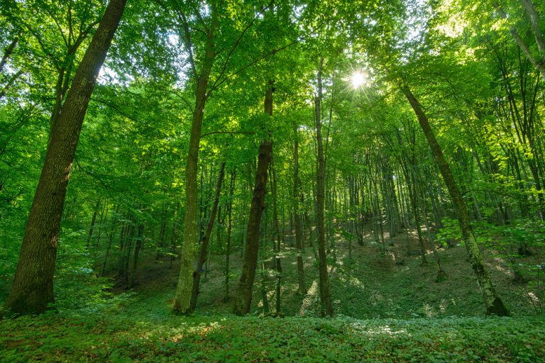 APIA primește cereri de plată pentru „Servicii de silvomediu, servicii climatice și conservarea pădurilor”