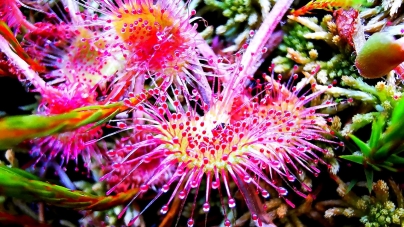 Frumusețile de la noi: Trăiește în arie turistică protejată și este o floare specială! Care este Roua Cerului; locul fain unde crește în Maramureș!