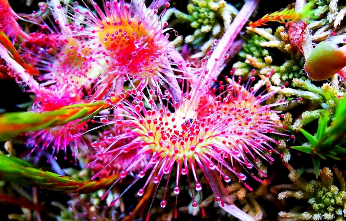 Frumusețile de la noi: Trăiește în arie turistică protejată și este o floare specială! Care este Roua Cerului; locul fain unde crește în Maramureș!