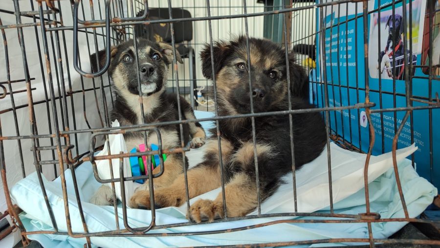 Fii Moșul pentru cățeluși: Fight For Animals Baia Mare, activa asociație care susține prietenii blănoși, are acțiunea de adopții, colectă de hrană!