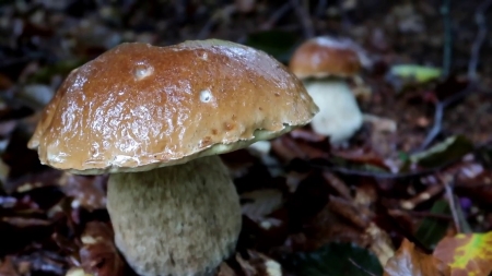 Anunțul Direcției de Sănătate Publică din Maramureș: Sfaturi importante pentru locuitorii din județul nostru despre ciuperci și reguli de alimentație!