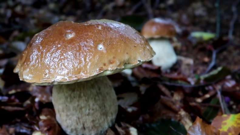 Anunțul Direcției de Sănătate Publică din Maramureș: Sfaturi importante pentru locuitorii din județul nostru despre ciuperci și reguli de alimentație!