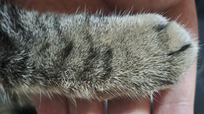 Ziua Internațională a Animalelor: Foarte mulți maramureșeni sunt părinți pentru câte un prieten blănos care le face viața mai frumoasă și fericită!