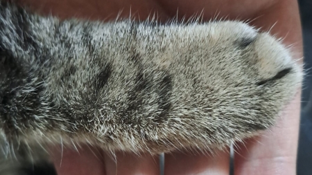 Ziua Internațională a Animalelor: Foarte mulți maramureșeni sunt părinți pentru câte un prieten blănos care le face viața mai frumoasă și fericită!