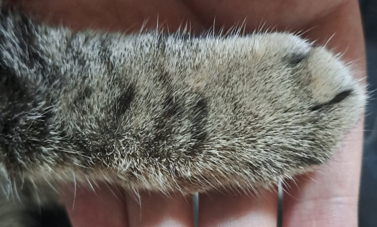 Ziua Internațională a Animalelor: Foarte mulți maramureșeni sunt părinți pentru câte un prieten blănos care le face viața mai frumoasă și fericită!