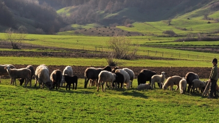 Fonduri alocate pentru înființarea stânelor în ariile montane maramureșene! Iată aici care sunt obiectivele programului!