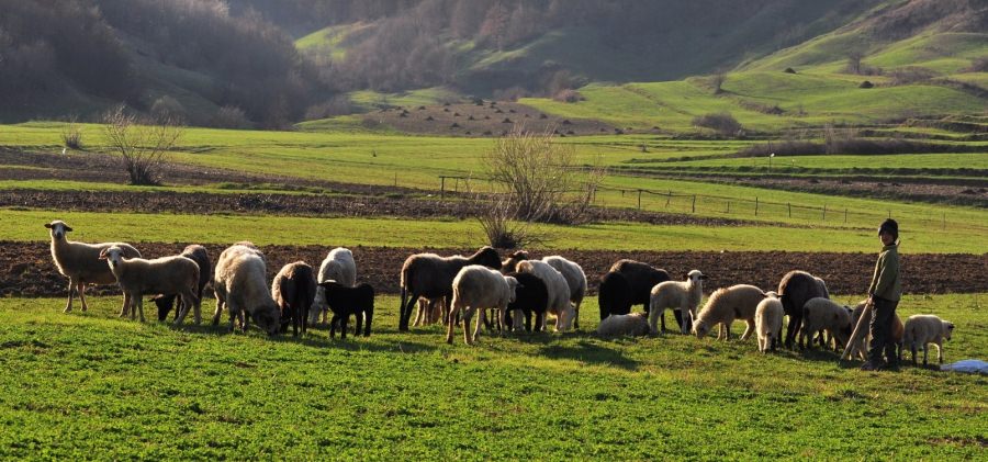 Fonduri alocate pentru înființarea stânelor în ariile montane maramureșene! Iată aici care sunt obiectivele programului!