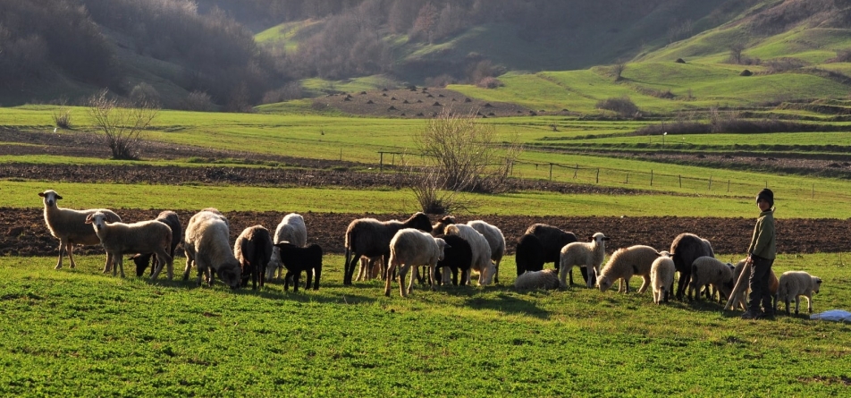 Fonduri alocate pentru înființarea stânelor în ariile montane maramureșene! Iată aici care sunt obiectivele programului!
