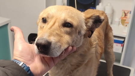 Cățelul de la mall: Povestea patrupedului maramureșean care mulțumește că are ocazia vieții frumoase în liniște! Ar vrea familie iubitoare!