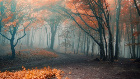 Vremea exactă în Maramureș, sâmbătă, 26 noiembrie